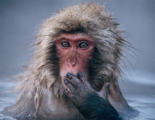 Monkey Tree Services Ltd Call 604.833.2479 24 Hours