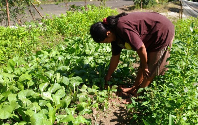 Tani Organik Suami Istri Di Lampung Gunakan Pupuk Serbuk