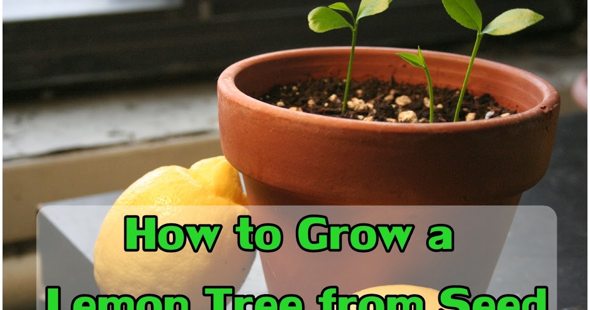 How To Grow a Lemon Tree From Seed - Handy DIY