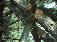 Tree support ties close up - Kyoto Gyoen National Garden, Japan