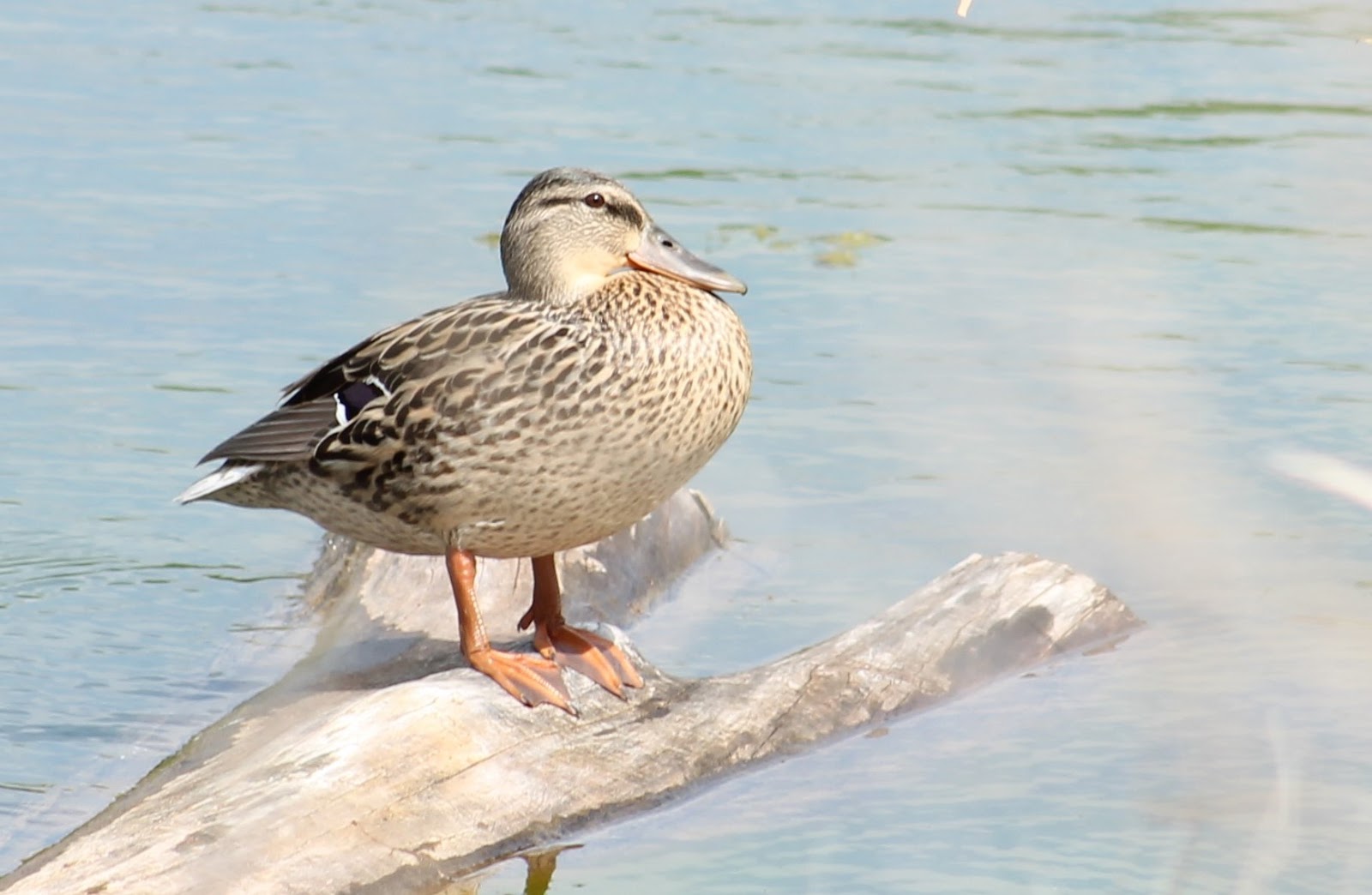 Nature Devotions : Mallard Hen