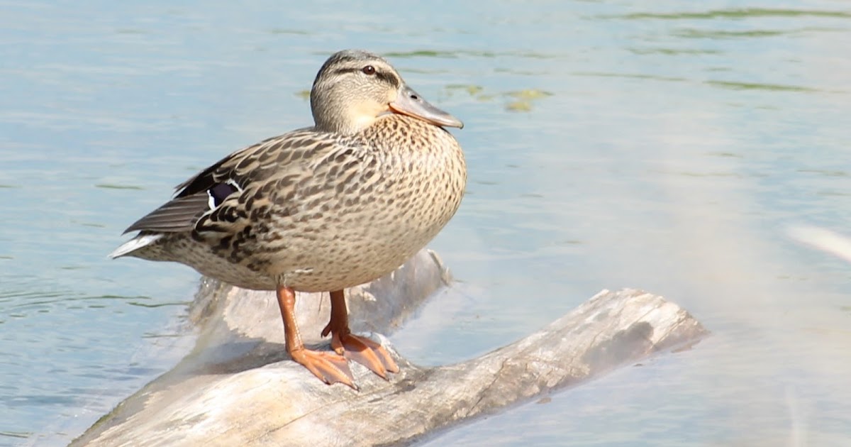 Nature Devotions : Mallard Hen