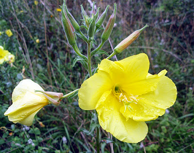 Flores amarillas de la hierba del asno (Oenothera erythrosepaia)flor amarilla