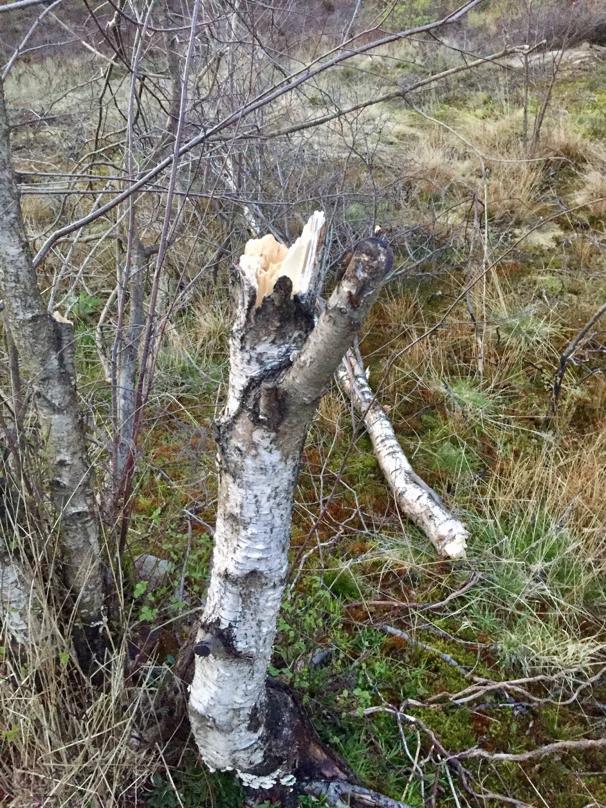 Mick Mclaren Egerton Quarry, growls & finds