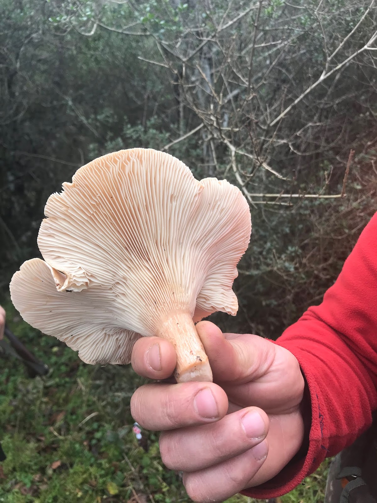 ARICI ALİ TÜRK VE ARICILIK BİLGİLERİ 12/18