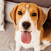 12 Problems Only Beagle Owners Will Understand