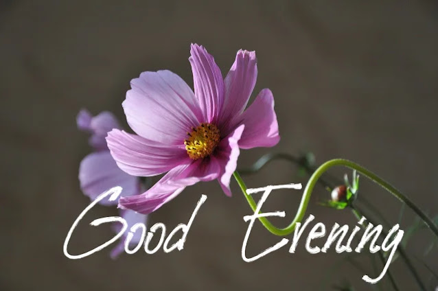 Good Evening Pictures Good Evening Pictures