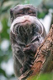 emperor tamarin facts emperor tamarin facts