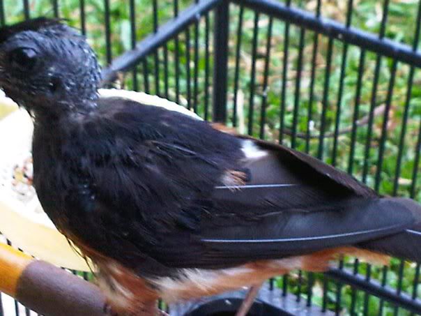 Burung Murai Batu FaktorFaktor Yang Mempengaruhi Masa Burung Murai Batu FaktorFaktor Yang Mempengaruhi Masa