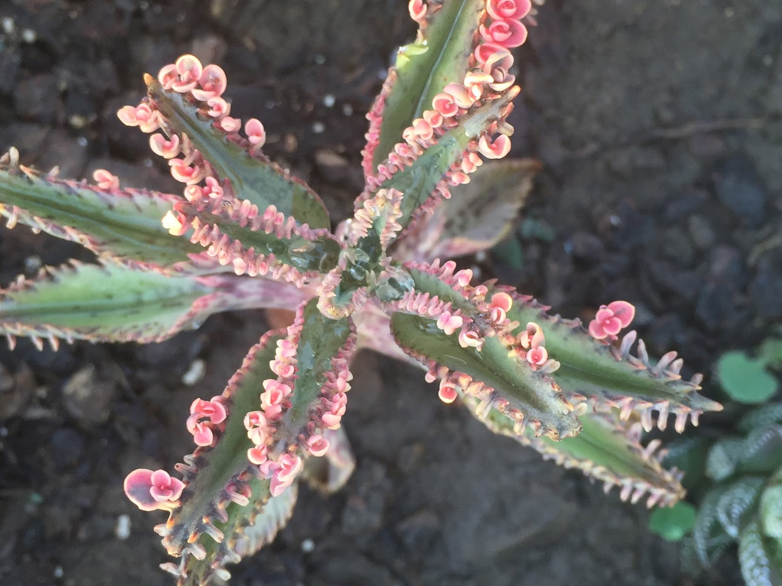 Succulent Succulence Deadheading SUCCESS!