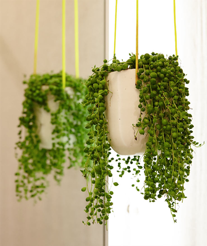 10 Great Hanging Plants Archie and the Rug