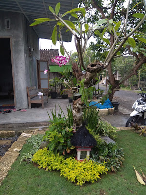 cara memilih tanaman dari jasa tukang taman Surabaya tianggadha art