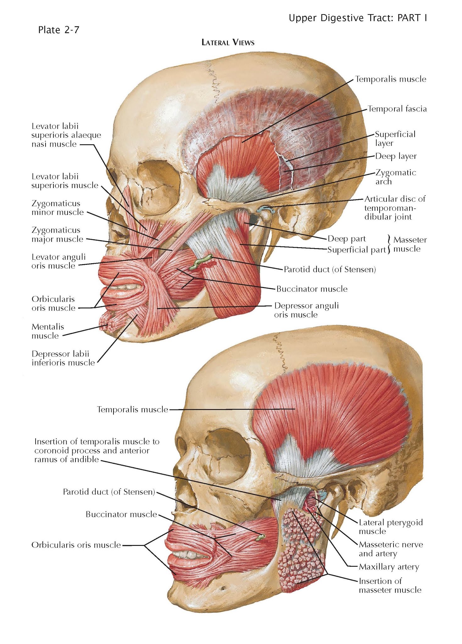 Muscles Involved in Mastication pediagenosis