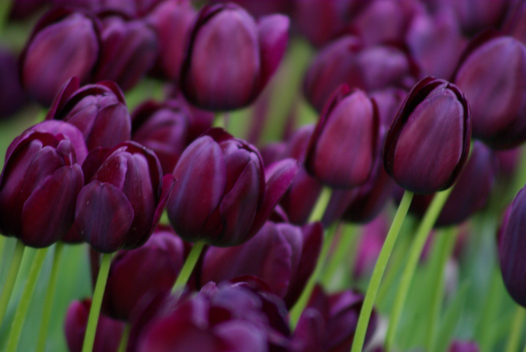 Tulip flower Purple Tulips The New Trend in Tulips