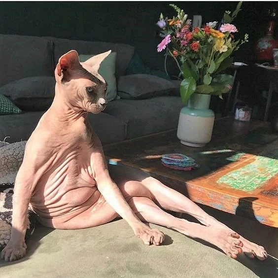 Hairless cat poses like a celebrity starlet at the Cannes Film Festival