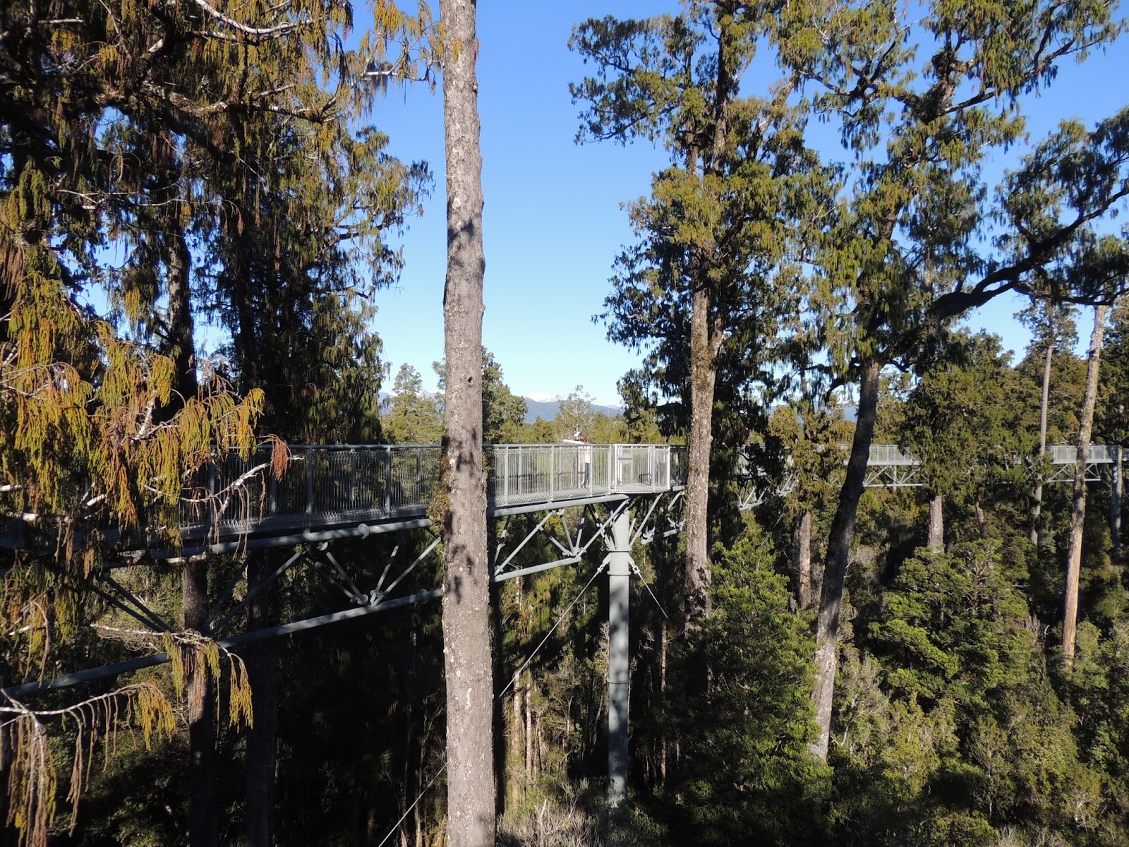 THE ROAD TAKEN Westcoast Treetop Walk