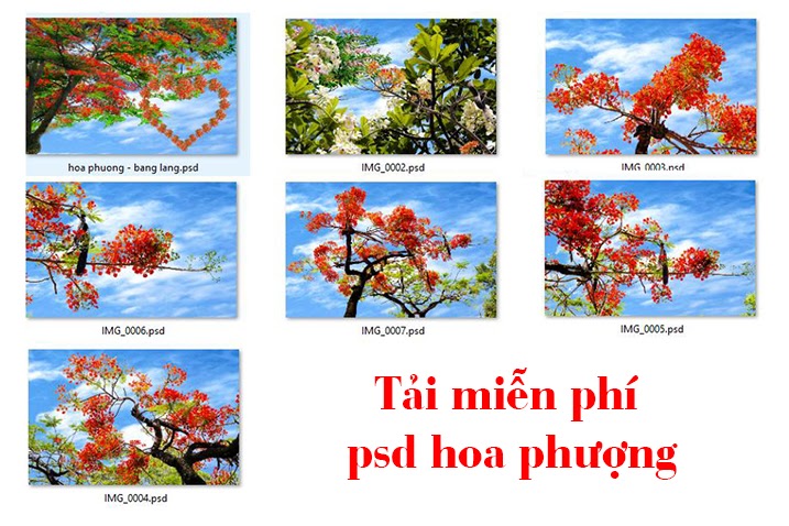 Bạn đang muốn học cách sáng tạo tranh vẽ bằng Photoshop? Hãy tìm hiểu cách sử dụng Photoshop để tạo nên bức tranh hoa phượng đẹp mắt nhất!