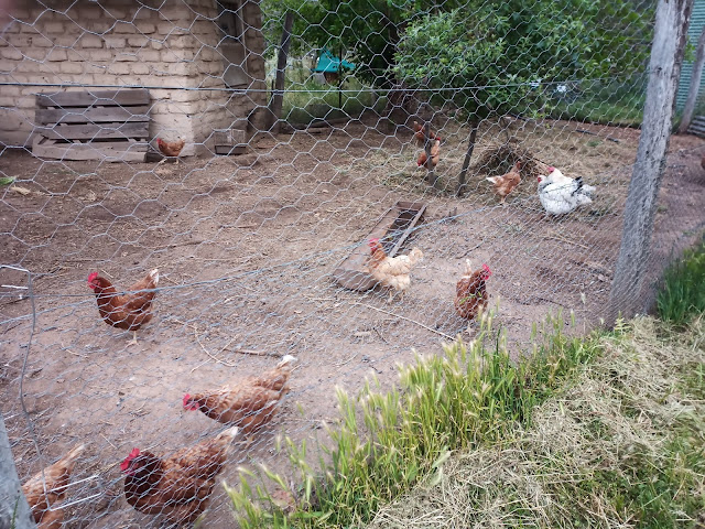 Chicken coop at the farm