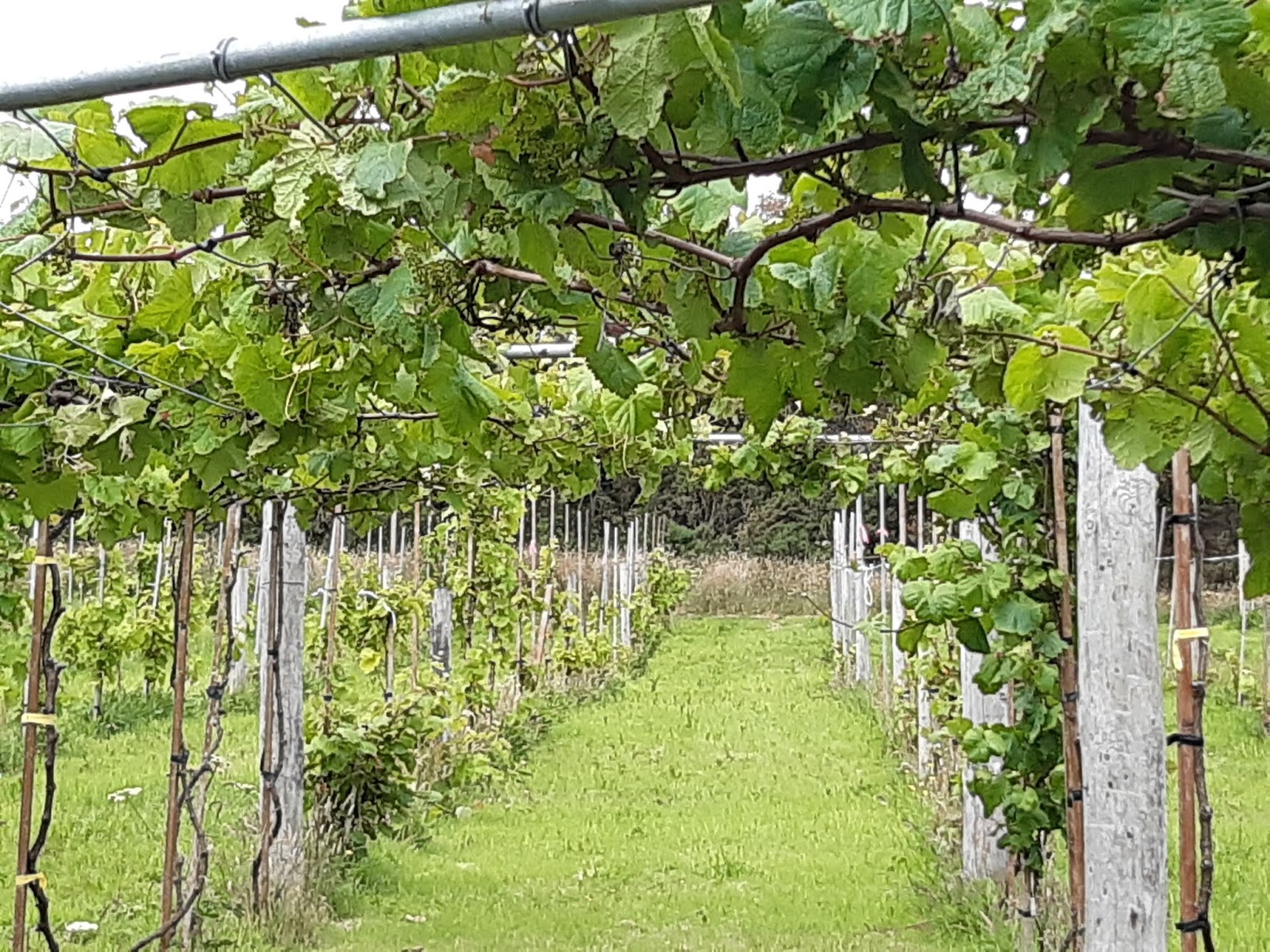 Viticulture in Ireland Roses in vineyards