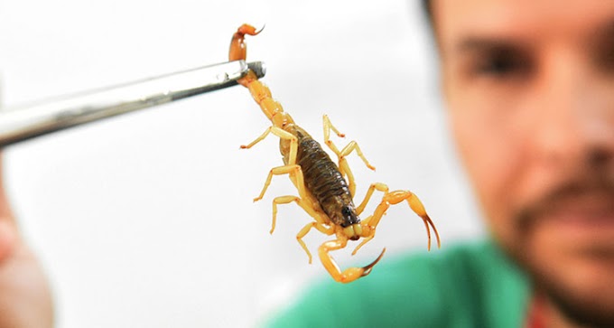 Picada de escorpião: saiba os cuidados e o que fazer em caso de acidente