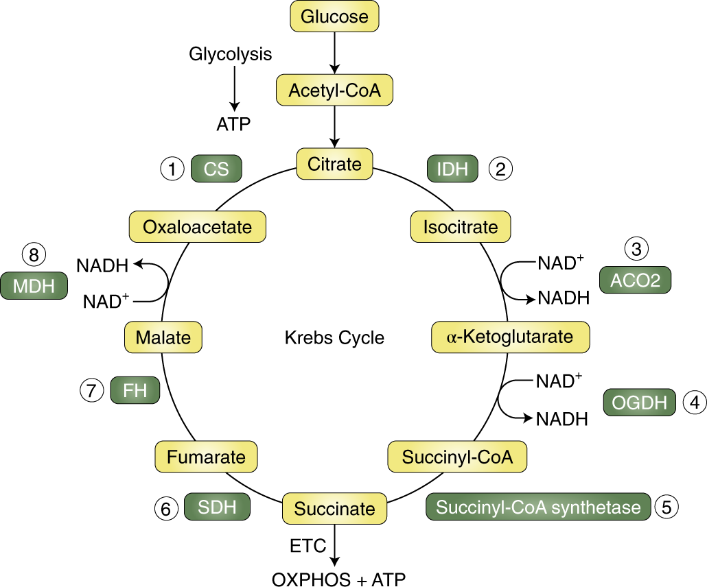 Biochemistry kreb cycle steps and regulation