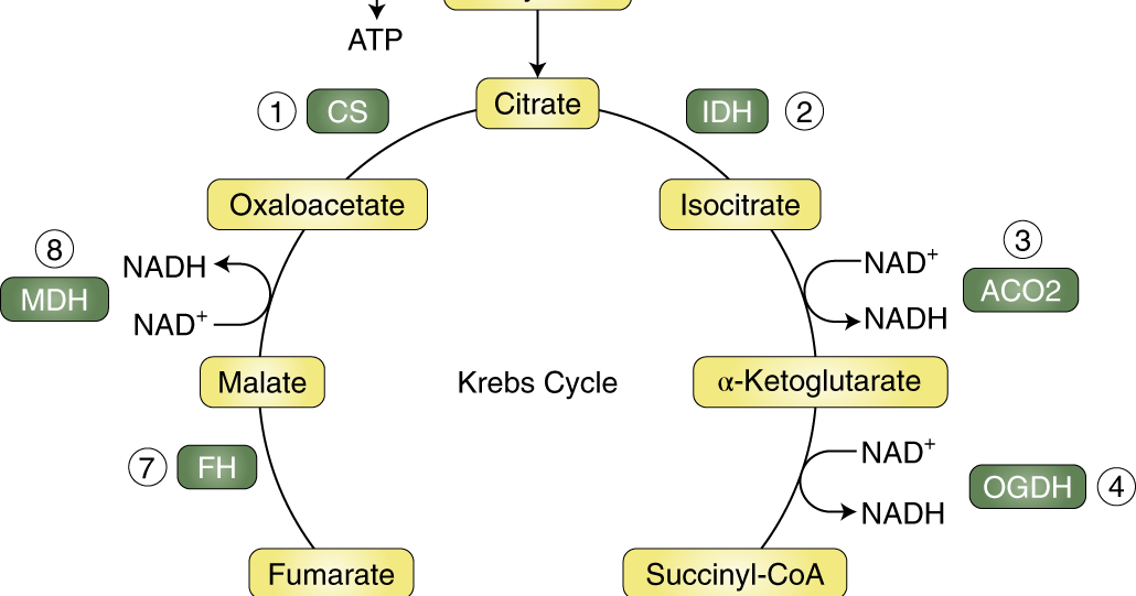 Biochemistry kreb cycle steps and regulation