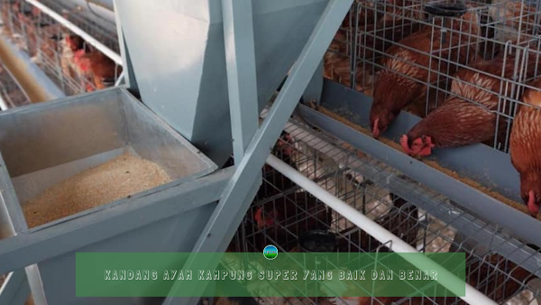 Kandang Ayam Kampung Super yang Baik dan Benar Kandang Ayam Kampung Super yang Baik dan Benar