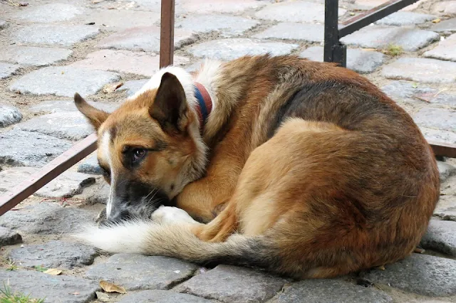 Πρώτο σχόλιο για το νέο νομοσχέδιο για τα αδέσποτα ζώα και τα ζώα συντροφιάς από την Διαδικτυακή Ομάδα "Αδέσποτα Greece"