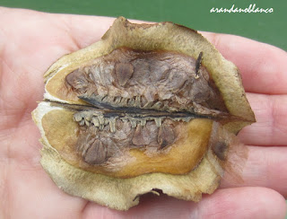 elarbolmiamigo-encinarosa: Jacarandá / Jacaranda Mimosifolia