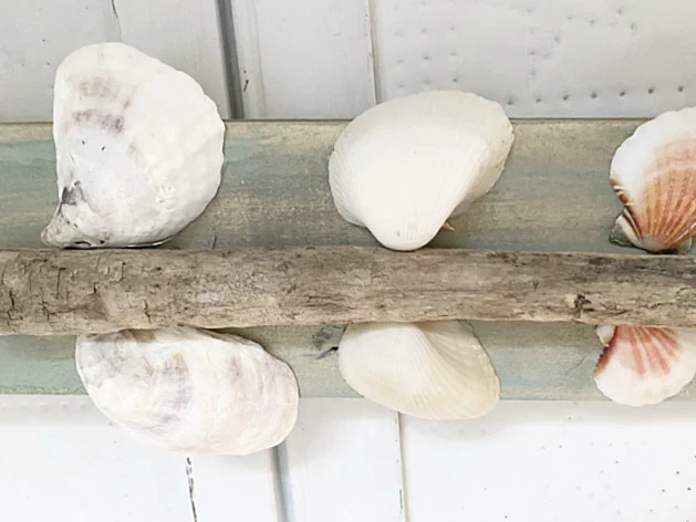 shells and driftwood