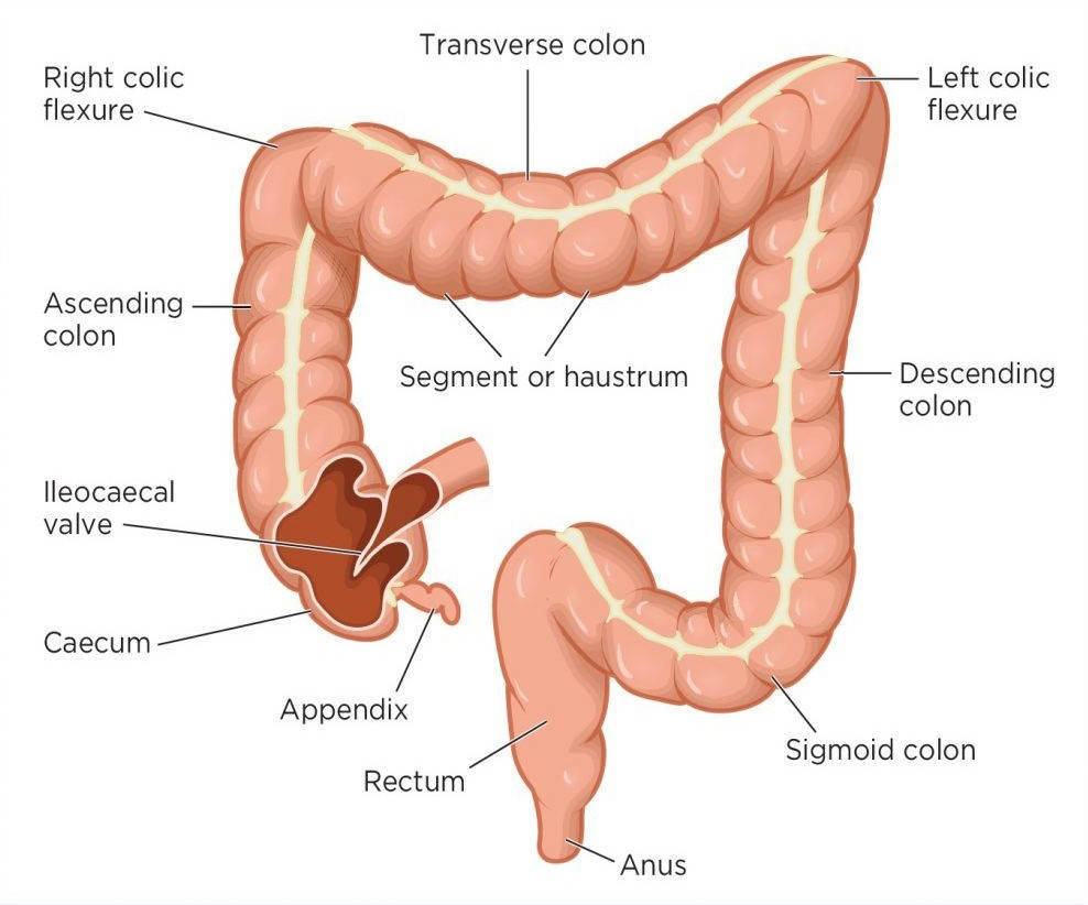 Irritantes del colon