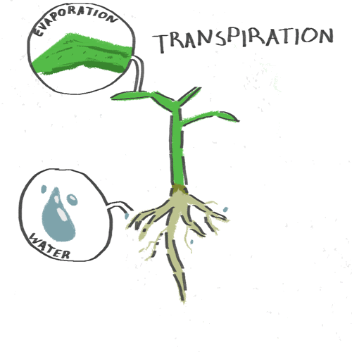 Plant Physiology Transpiration & Factor affecting transpiration