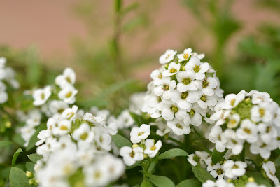 わが家の庭から ３ 秋冬の白い花