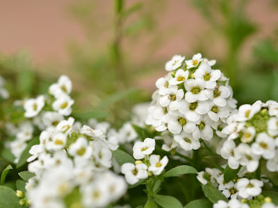 [最も人気のある！] 冬 白い花 小さい 505392-冬 白い花 小さい 木