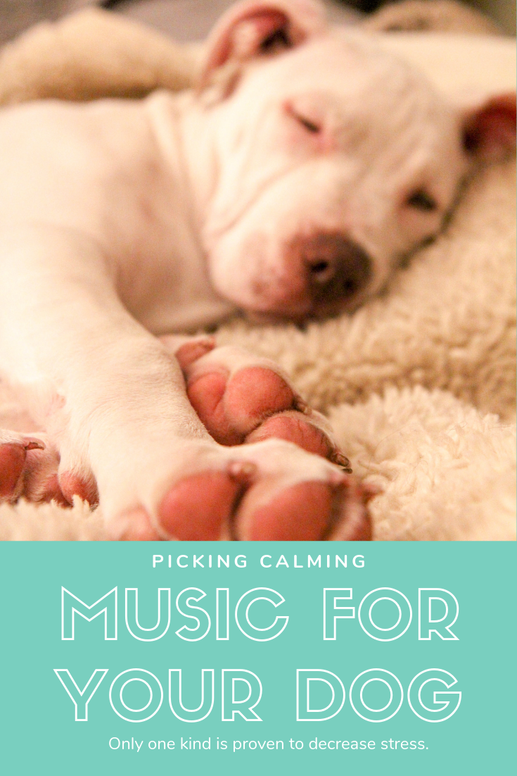 anti anxiety music for dogs