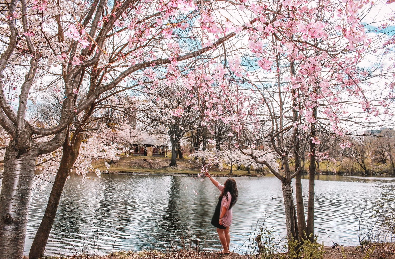 Branch Brook Park Cherry Blossom