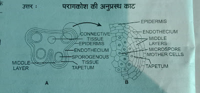 biology imp questions 2021