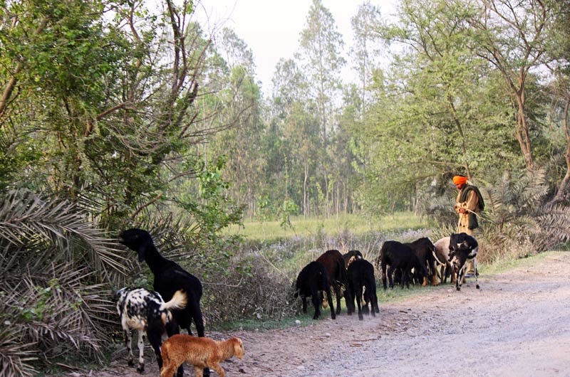 Goatherd with goats on a rural road