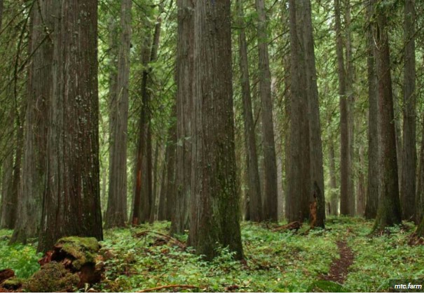 largest tree in the world