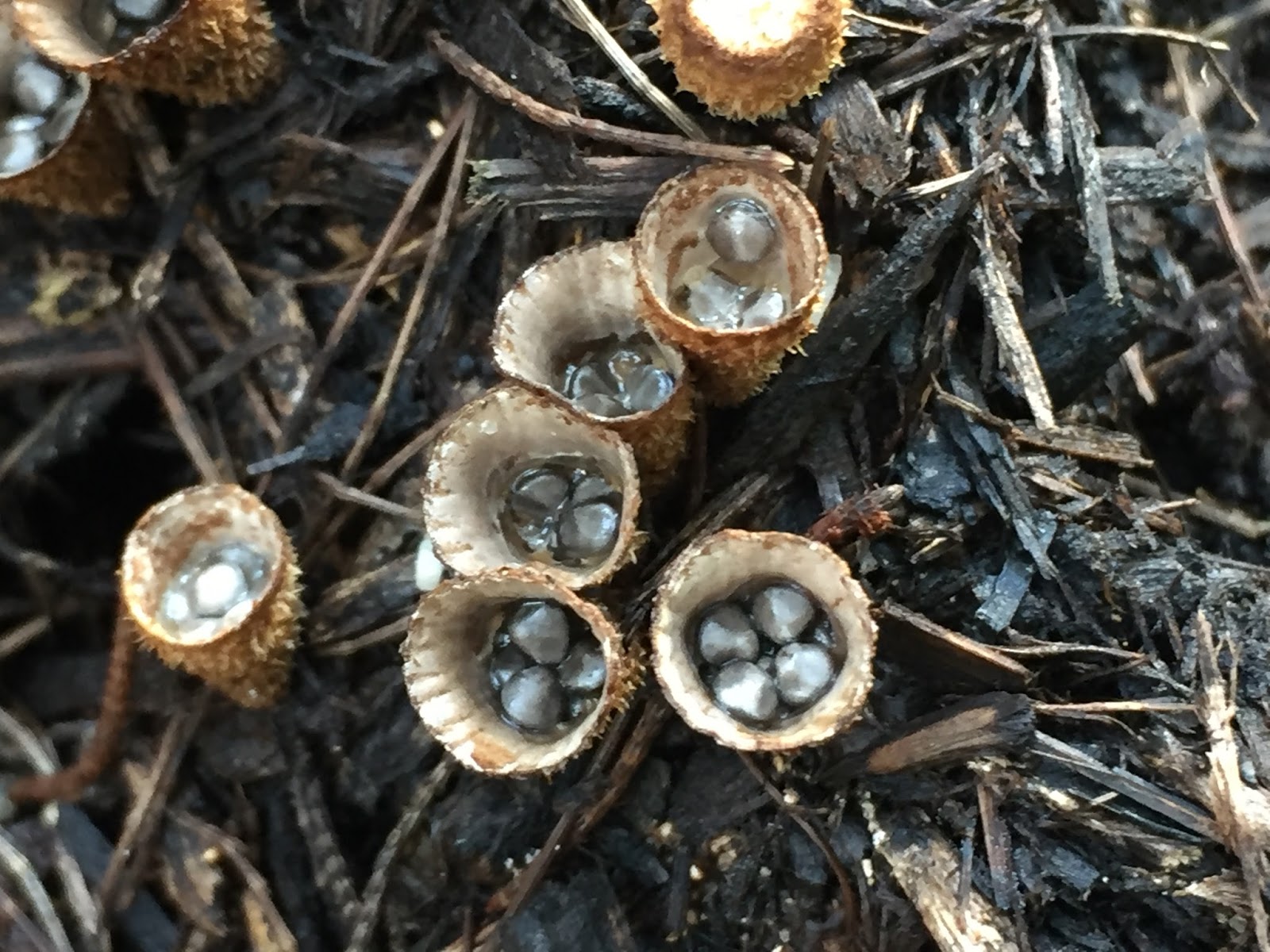 Fungi of Singapore Fluted Bird's Nest Fungus (Cyathus striatus)