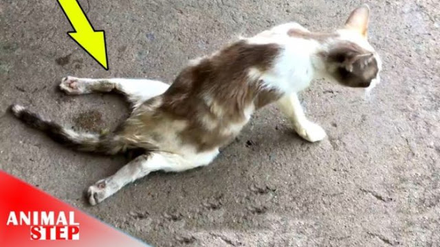 Kondisi Kaki Belakang Lumpuh, Kucing ini Berjalan Terseok Minta Bantuan Manusia, Tapi yang Terjadi Akhirnya..