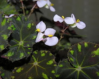 Jardineria Catalogo de Plantas: Begonia boweri