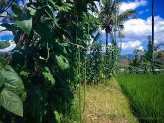 Asparagus Bean Or Snake Bean Vegetable Fruit Plants In The Rice Fields At Ringdikit Village North Bali Indonesia