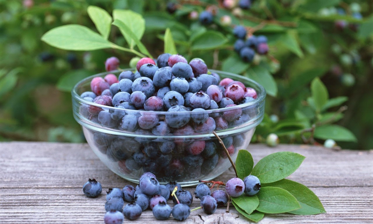 同位素檢驗 義防橄欖油假冒