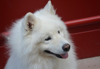 Anjing Samoyed
