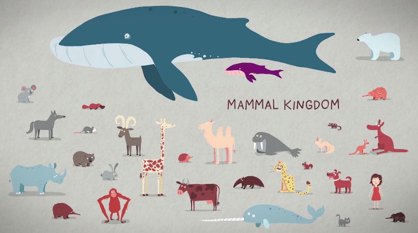 AnimationPeru: The three different ways mammals give birth - Kate