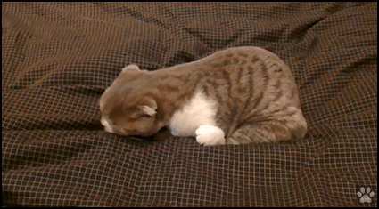 Funny Cat GIF • Crazy Scottish fold licks and attacks his own tail. Must die! Funny Cat GIF • Crazy Scottish fold licks and attacks his own tail. Must die!