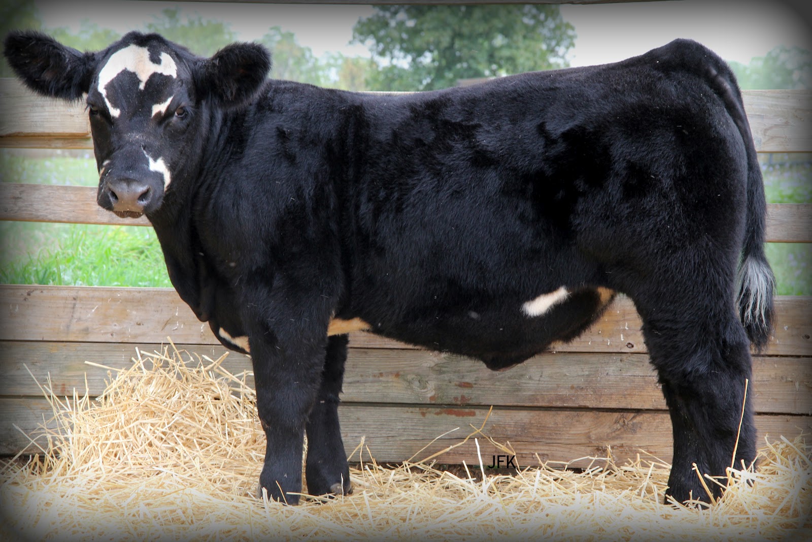 Lautner Farms Kastel Show Cattle Heat Wave Steer Sells September 30