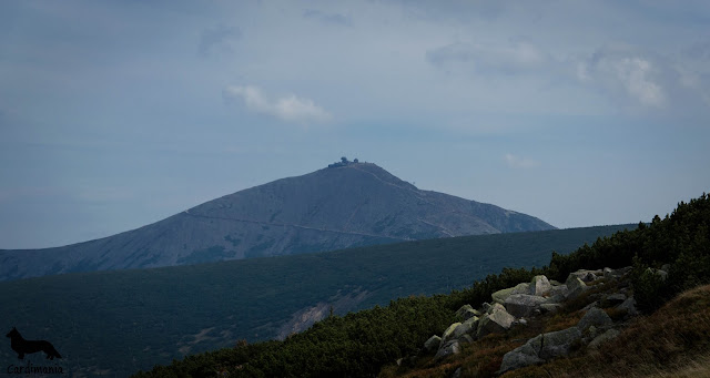 podróże z psem słonecznik w Karkonoszach