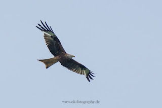 Naturfotografie Wildlifefotografie Lippeaue Rotmilan